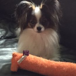 Papillon Puppies from A Breed Apart Papillons