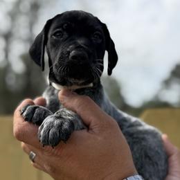 Sandy beige collar - Black roan female German Shorthaired Pointer puppy in Six Mile, South Carolina from The Proper Pointer Co.