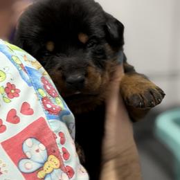 Blue-white collar - Black and rust male Beauceron puppy in Floyd’s Knobs, Indiana from Birdwing Beaucerons