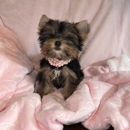 Pomeranian and Yorkshire Terrier Puppies from Dreaming Puppies