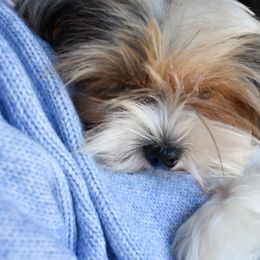 Utopia - Yorkshire Terrier