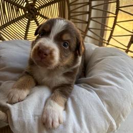 Maverick - Red tri-color male Australian Shepherd puppy in Grants Pass, Oregon from Carmel Mountain Aussies