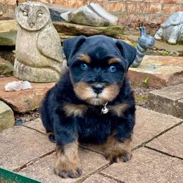 AKC Black and Red Blue eyes - Black and silver male Miniature Schnauzer puppy in Calhoun, Georgia from The BrickHouse Miniature Schnauzers