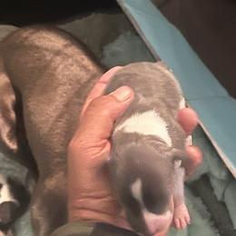 Italian Greyhound Puppies from Fisher Link