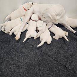 Boy 4 - Yellow male Labrador Retriever puppy in Santa Clarita, California from Five Star Labradors