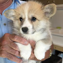Orange Collar Female - Sable female Pembroke Welsh Corgi puppy in Victoria, Texas from Clear Creek Corgis