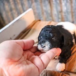Poodle Puppies from BC’s Poodles on the Mountain