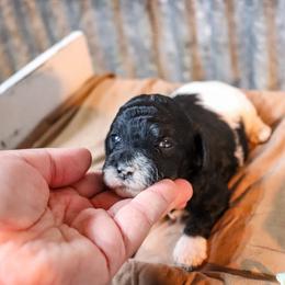 Poodle Puppies from BC’s Poodles on the Mountain