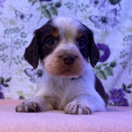 Jace - Liver white and tan male English Springer Spaniel puppy in Crawford, Tennessee from Lilly Lane Spaniels