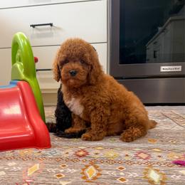 Hermes - Red male Cockapoo puppy in Beresford, South Dakota from DAKOTA DOOD RANCH