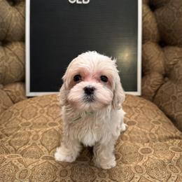 Victoria - Cream female Maltipoo puppy in Wesley Chapel, Florida from Pepper Patch Puppies