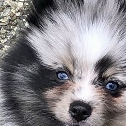 Pomskies from Rainier Mountain Pomsky’s LLC