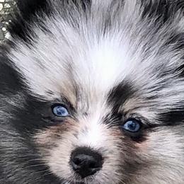 Pomskies from Rainier Mountain Pomsky’s LLC