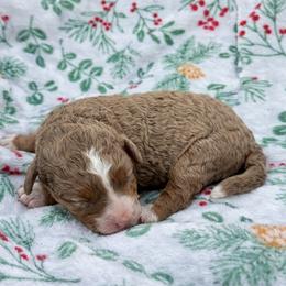 Rosie - Tri-color female Bernedoodle puppy in Townville, South Carolina from Copper Creek Bernedoodles