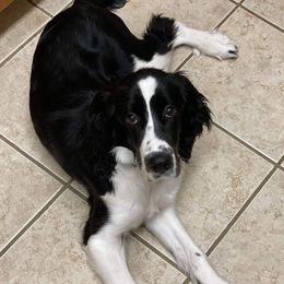 Phoebe - English Springer Spaniel