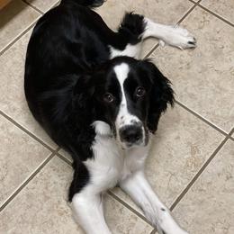 Phoebe - English Springer Spaniel