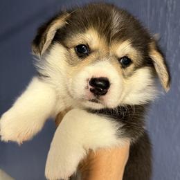 Green Collar Male - Black and tan male Pembroke Welsh Corgi puppy in Victoria, Texas from Clear Creek Corgis