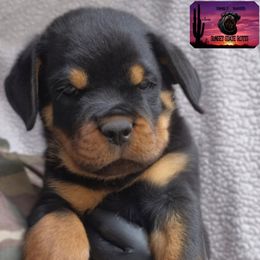 Rottweiler Puppies from Sunset State Rotts