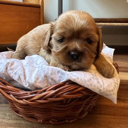 Cavalier King Charles Spaniel and Cavapoo Puppies from Cavaliers of Windsor