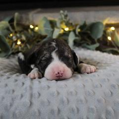 Draco - Sable male Bordoodle puppy in Ashland, Ohio from Cherry Blossom Doodles