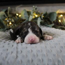 Draco - Sable male Bordoodle puppy in Ashland, Ohio from Cherry Blossom Doodles