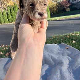 Willow - Buff female Cockapoo puppy in Clarks Summit, Pennsylvania from M&M Cockapoos