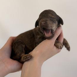 Hollister - Phantom female Poodle puppy in Hartwell, Georgia from Lake Hartwell Standard Poodles
