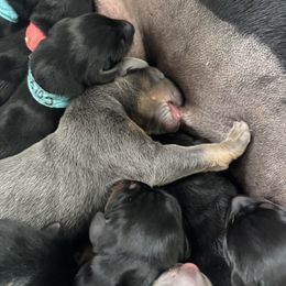 Doberman Pinscher Puppies from NYDobermans
