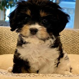 Cavapoo and Goldendoodle Puppies from Hearts Full of Puppies