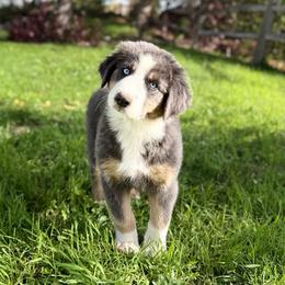 Friday - Blue merle male Australian Shepherd puppy in Richland, Washington from Bear Creek Aussies