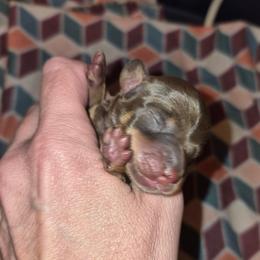 Franny - Chocolate and tan female Dachshund puppy in Antlers, Oklahoma from MoMo's Dachshunds