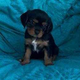Stormi AKC - Black and tan female Cavalier King Charles Spaniel puppy in Fairmount, Indiana from Dream Maker Cavaliers
