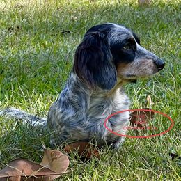 Dachshund Puppies from TLC Mini Dachshunds