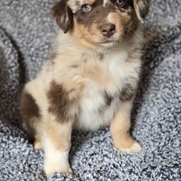 Boy 4 - Red merle male Australian Shepherd puppy in New Tazewell, Tennessee from D&D Australian Shepherds