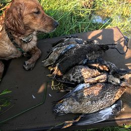 Golden Retriever All Grown Up from Golden Acres LLC