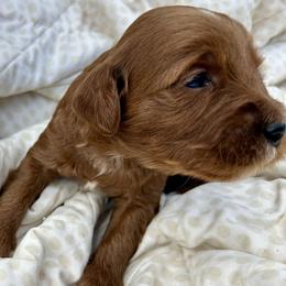 Hugo (Orange Collar) - Red  male Goldendoodle puppy in China Grove, North Carolina from Lasting Legacy Family Dogs