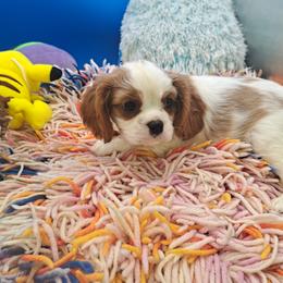 Periwinkle - Blenheim male Cavalier King Charles Spaniel puppy in Longview, Texas from Casanova Cavalier King Charles Spaniels