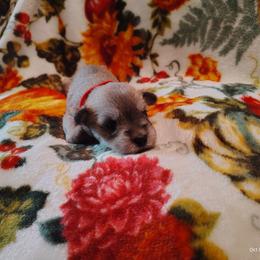 Red girl - Salt and pepper female Miniature Schnauzer puppy in Mineola, Texas from Nikkis Minis