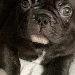 French Bulldog Puppies from Monarchy's Finest French Bulldogs