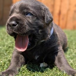 White collar - Gray male Cane Corso puppy in Cove, Oregon from Bane's Legacy Cane Corso
