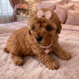 Amélie - Red  female Poodle puppy in Bryn Mawr, Pennsylvania from Main line furry friends