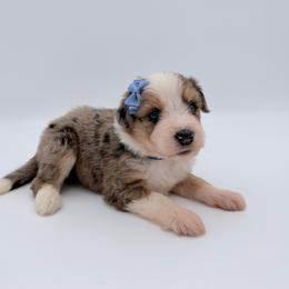Cinnamon - Blue merle female Aussiedoodle puppy in Cartersville, Georgia from Simply Blessed Doodles