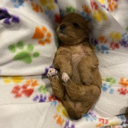 Schnoodle Puppies from Noodle Tings Puppies