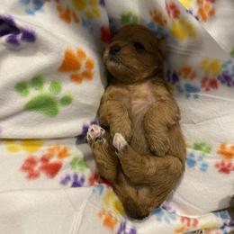 Schnoodle Puppies from Noodle Tings Puppies
