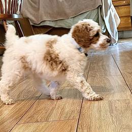 Poodle Puppies from Jewells Poodles