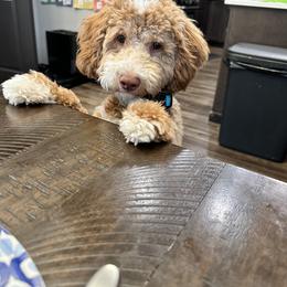 Goldendoodle All Grown Up from Griffitts Doodles