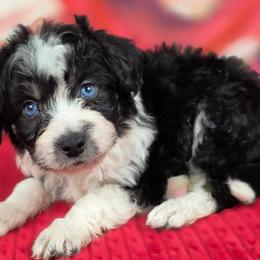B2 - Black tri-color male Aussiedoodle puppy in Citra, Florida from Southpaw Herders LLC