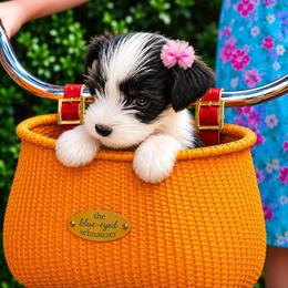 Nora - Parti female Miniature Schnauzer puppy in Winter Haven, Florida from The Blue Eyed Schnauzer