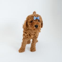 Coral - Red  female Goldendoodle puppy in Springfield, Tennessee from BK3 Miniature Goldendoodles