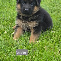 Silver Collar - Black and red female German Shepherd puppy in Sumner, Iowa from Vom Wilke Kennels